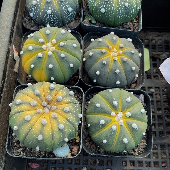 星兜锦6.8带盆土