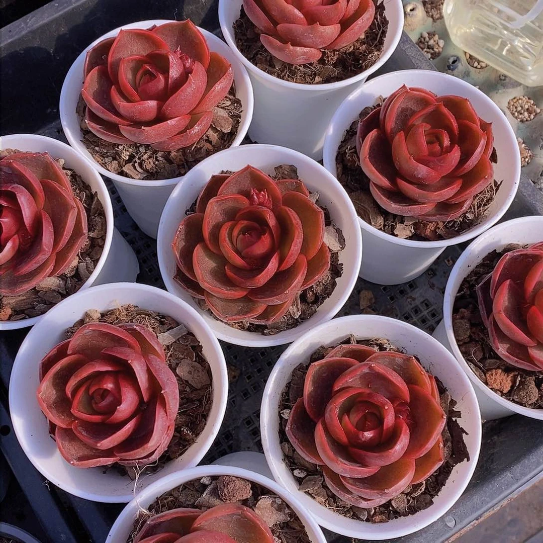 0203-红灯大单头一颗 量拍