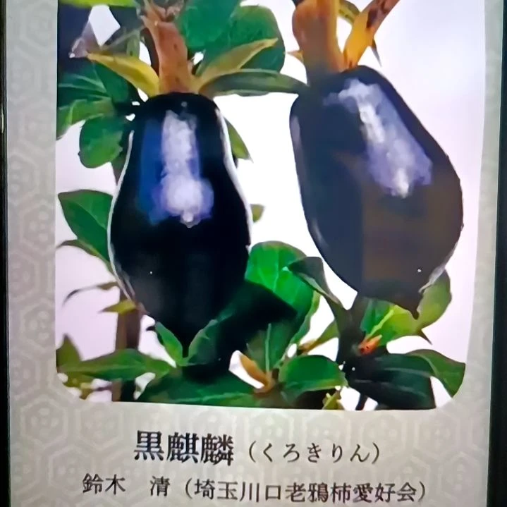 无花朵扦插黑麒麟