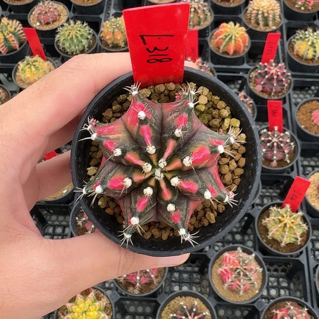 L318-1119广东发货