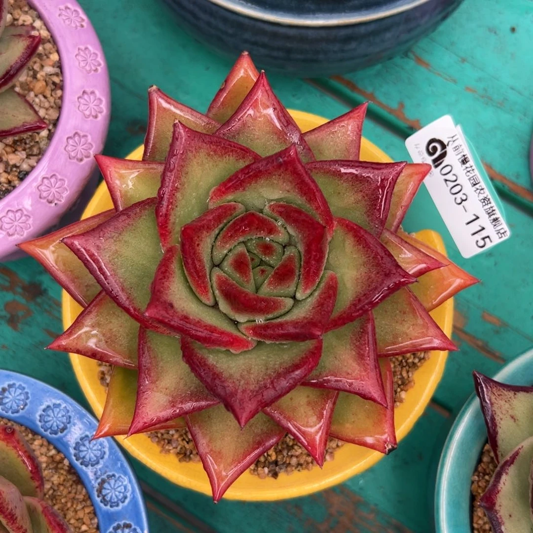 多肉一物一拍0203-115