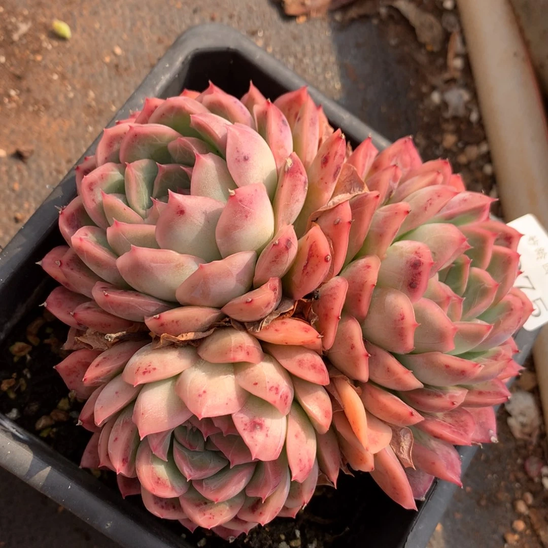 4075新年快乐发发发