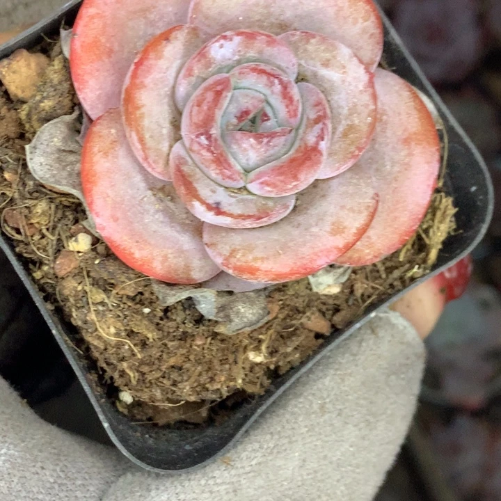 布鲁兰  一物一拍 （不满9.99发空盆冷地区不拍保温扣3.9多肉）