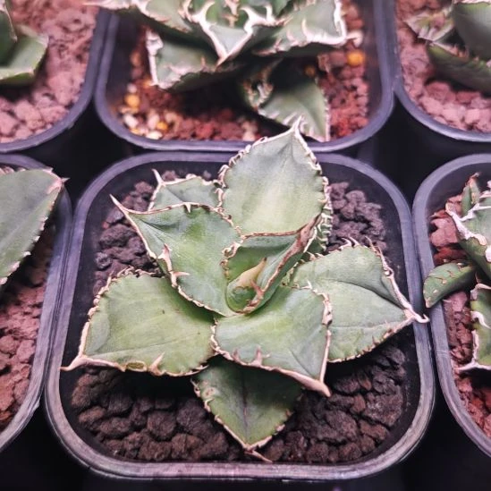 白豪刺仁王冠龙舌兰