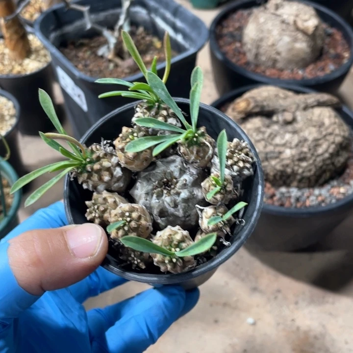 560峨眉山多头群