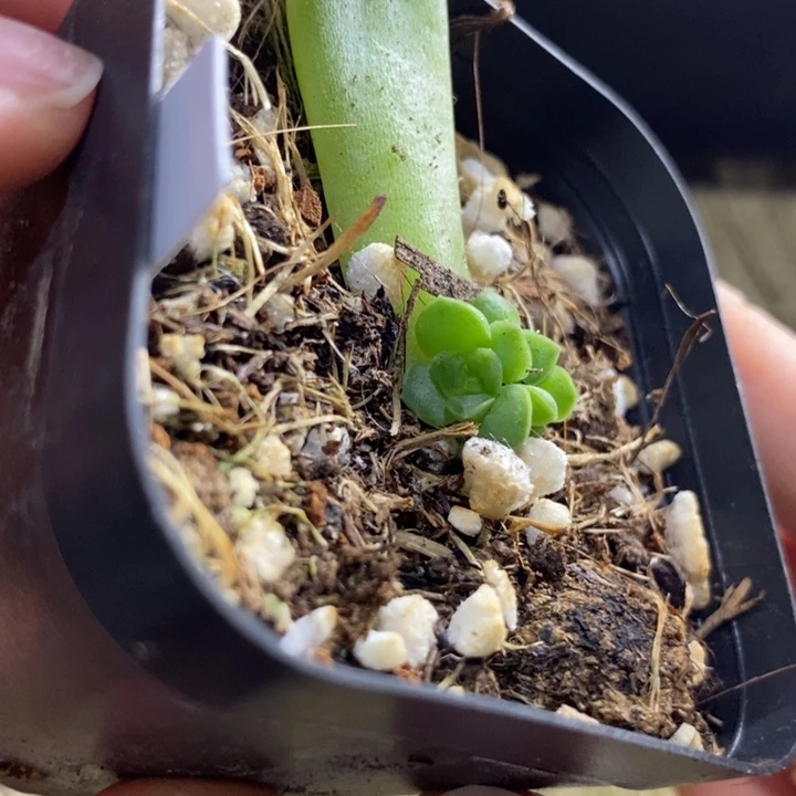 标签796珍妮z89芽苗一个多肉