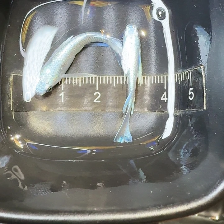 青鳉鱼68个拍品长鳍天使种鱼