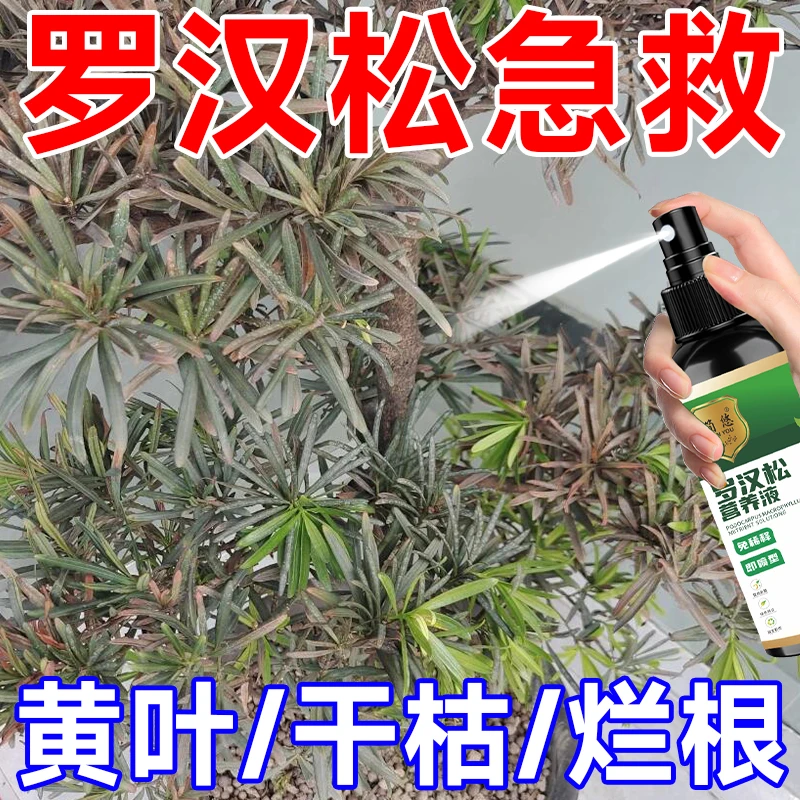 一喷绿】罗汉松营养液壮根促芽助生长专治黄叶干尖烂根枯萎专用肥