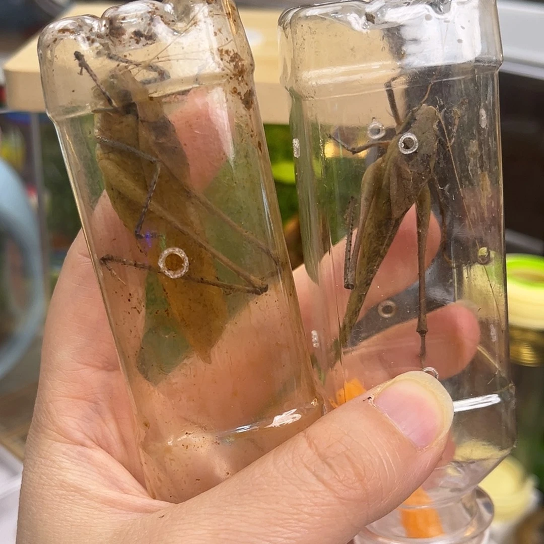 2条短须蛙坊哈哈哈哈