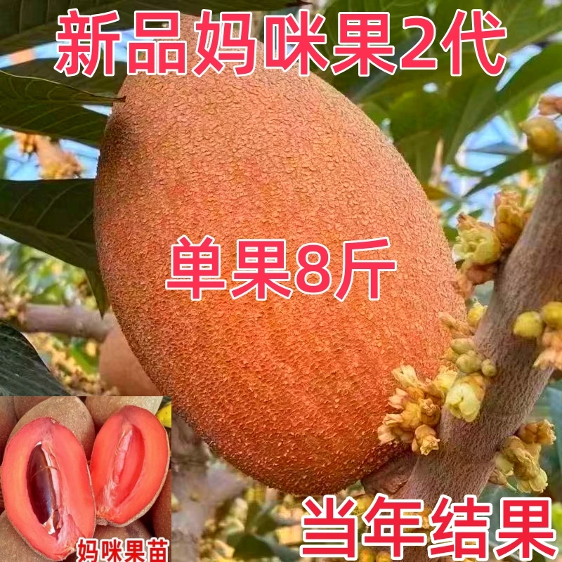 妈咪果树苗马加纳妈咪果苗四季南方北方种植盆栽庭院阳台妈咪果苗