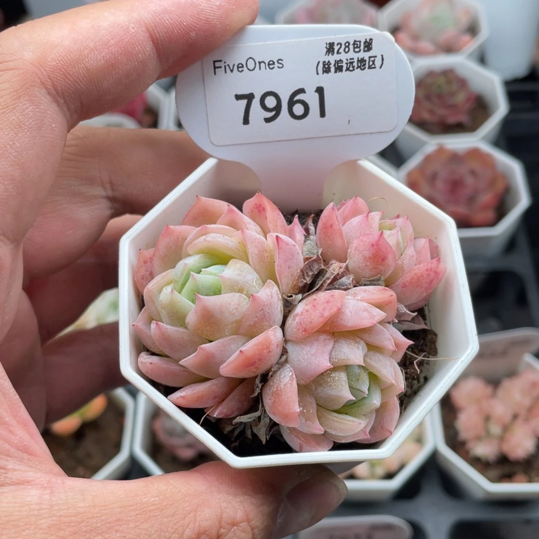 7961加勒比海蓝6.5厘米