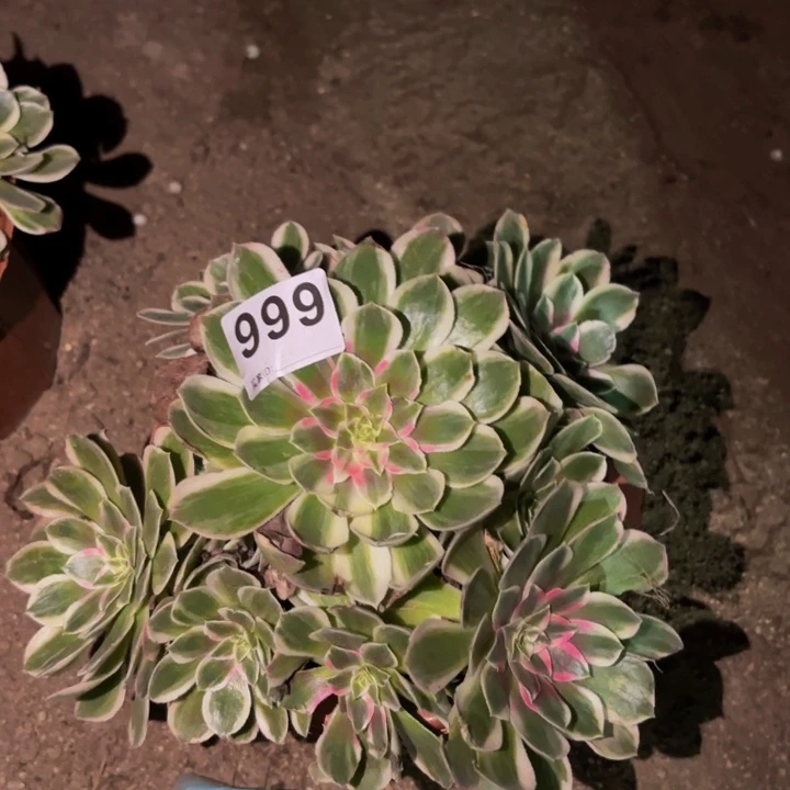 999玉芙蓉多肉植物不售后