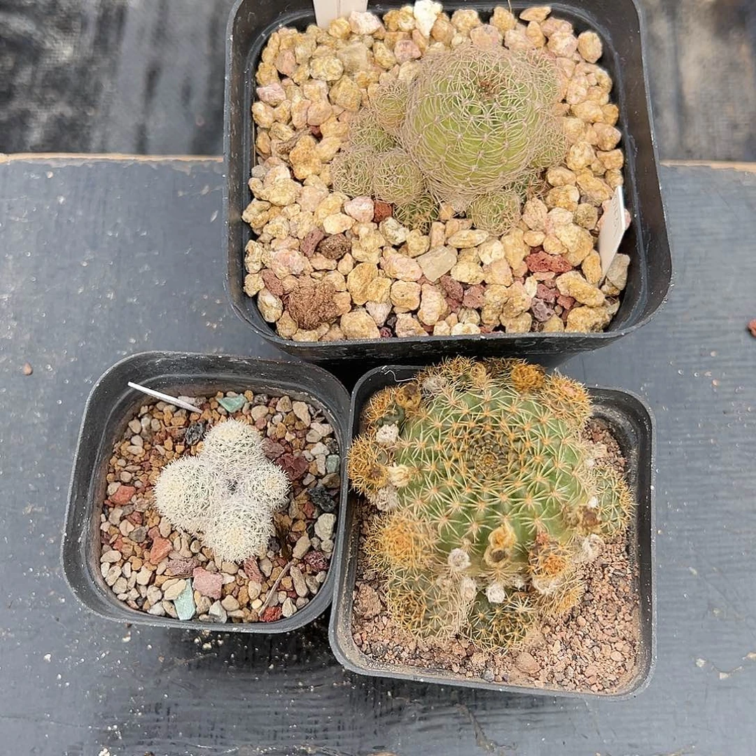 7297侧芽自根3群实生裸根发货