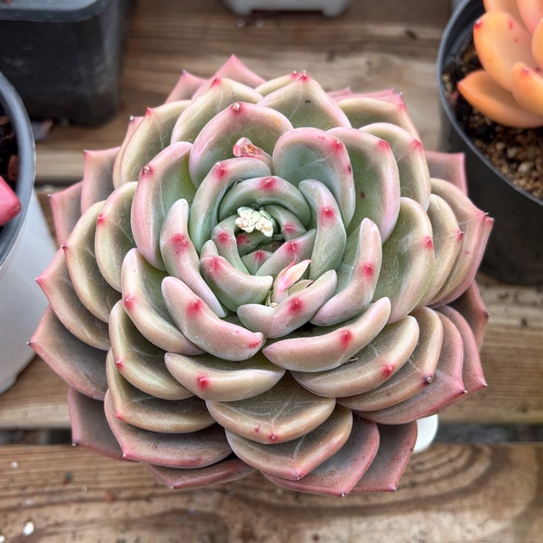 暗夜精灵多肉植物