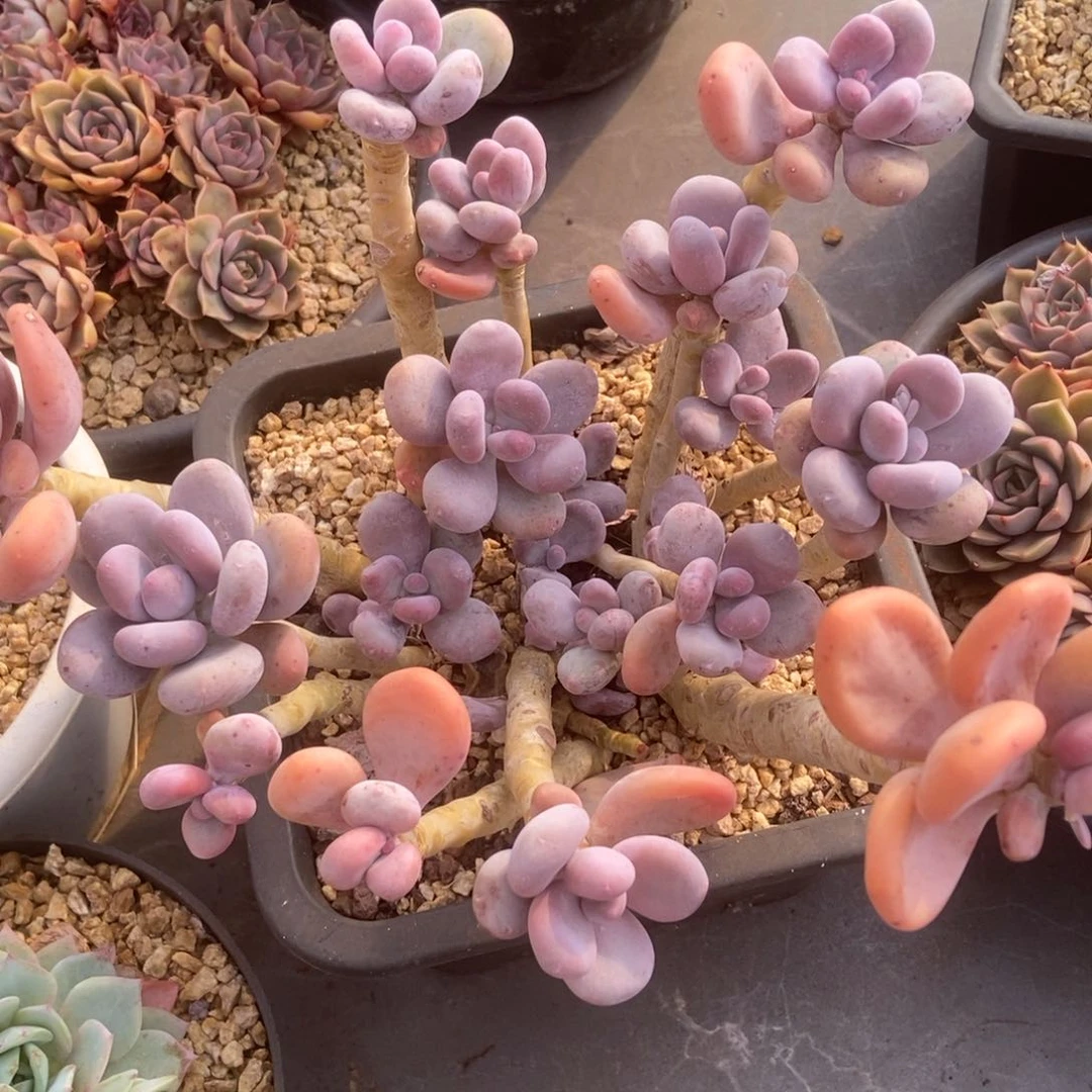 鸡蛋美人的人多肉多肉