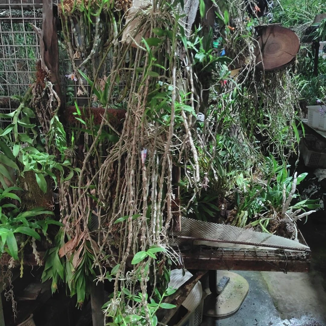 全部花朵天宫花卉植物花