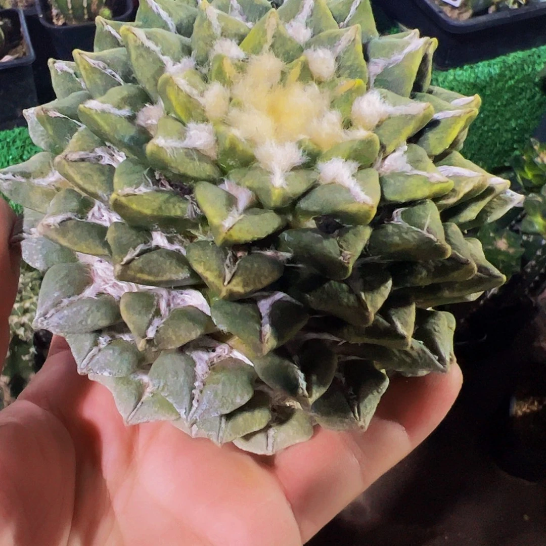 无花朵螺旋黄体大尤黑牡丹958