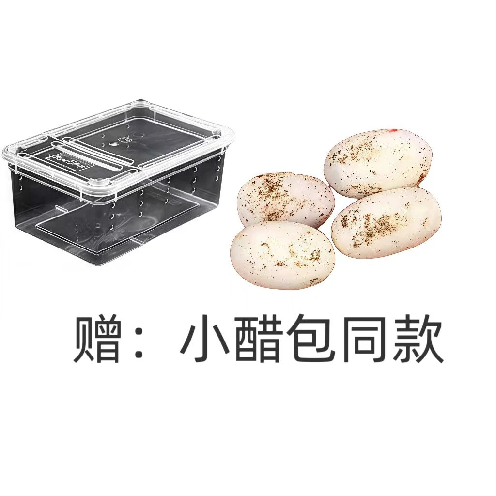 溺爱顺恨池骋同款小醋包同款蛇宝宝+爬虫孵化盒