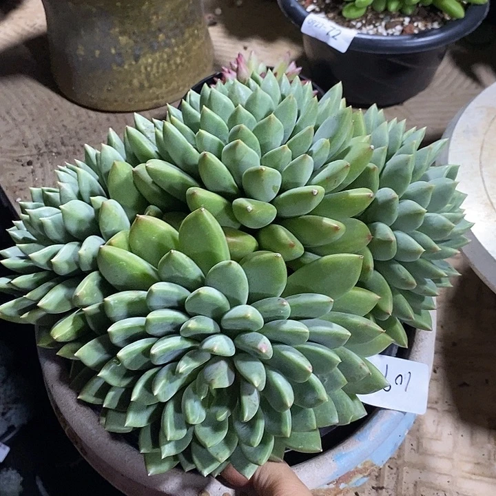 小七夕多肉象牙109