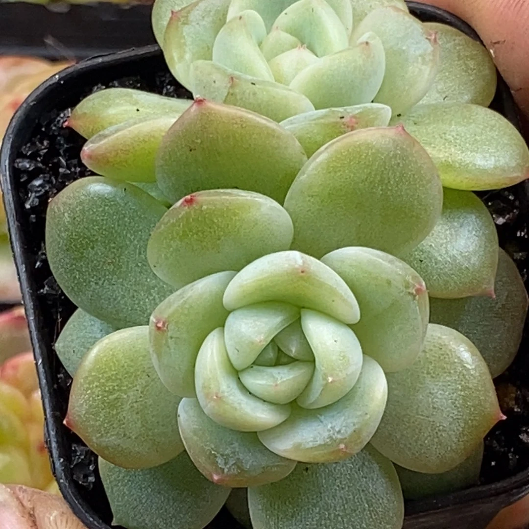 天官赐福百无禁忌