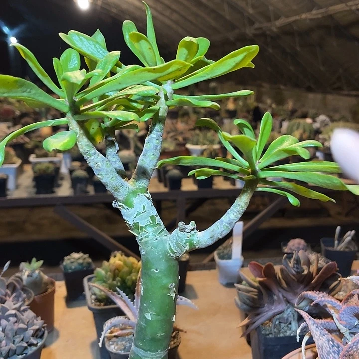 满38包邮2天凑单，脱土晾根发货多肉植物阿房宫