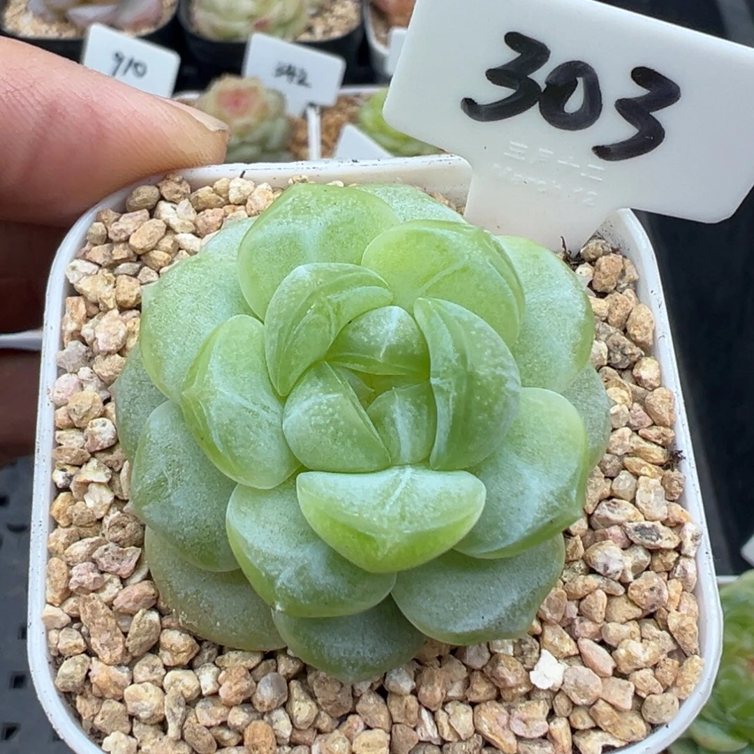 303号珍妮暮暮 晗雨