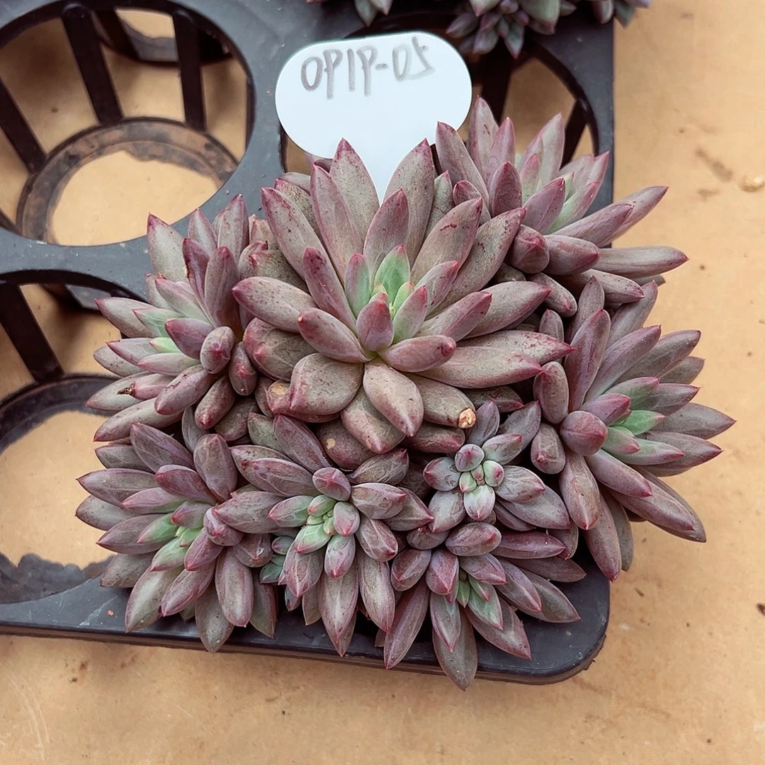 0919-05羽毛纹虞美人