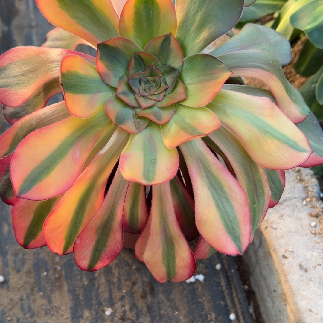 512巫毒七彩多肉植物