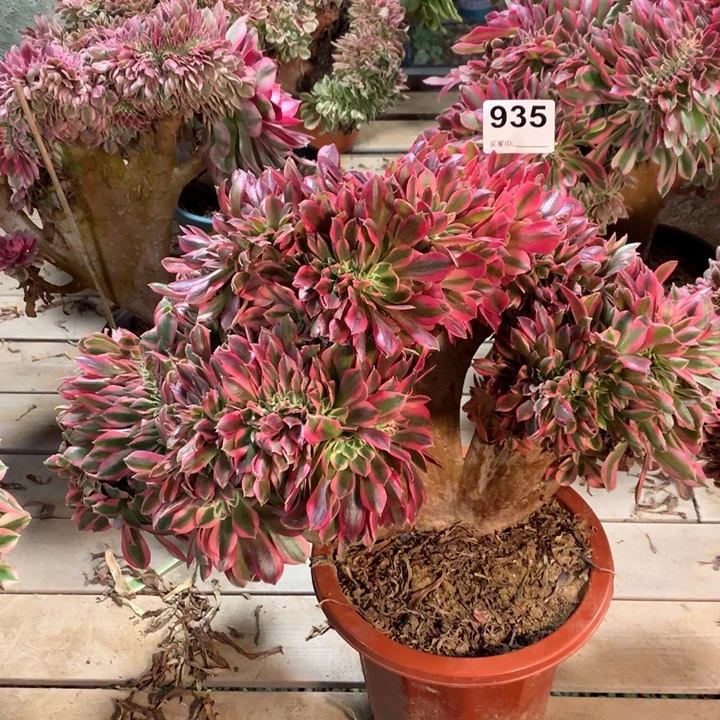 935糖果女巫缀多肉法师