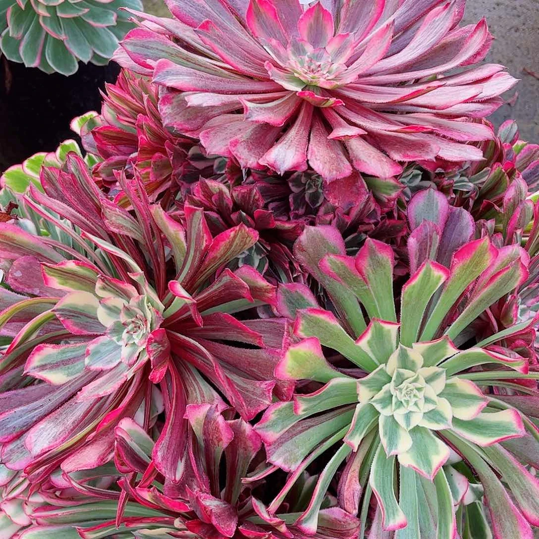 无花朵睿**6多肉植物同花顺644