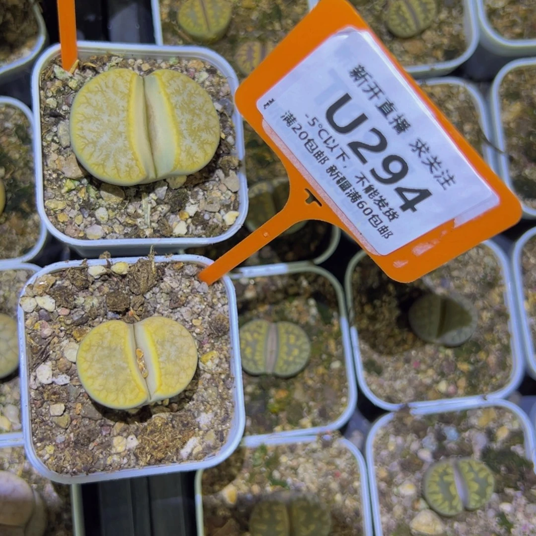 離***光293.294 一物一拍，默认有伤，介意勿拍，不退不换