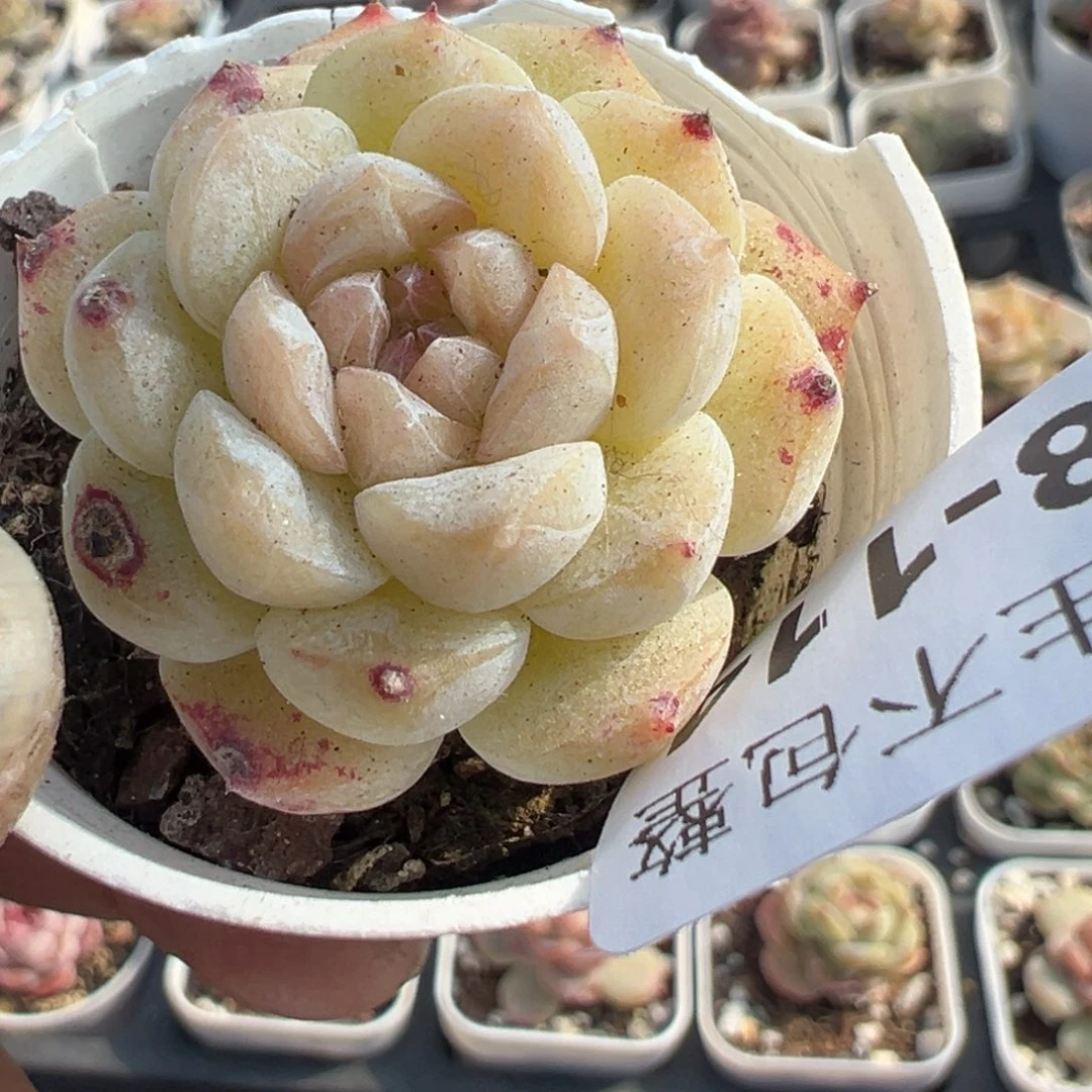 小卡拉米糖心一物一拍8-114