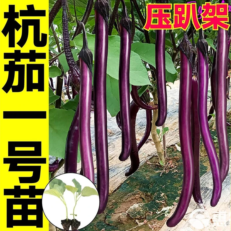 寿光高产杭茄一号苗秧紫红绿白长线茄种子圆茄四季盆栽阳台带土球
