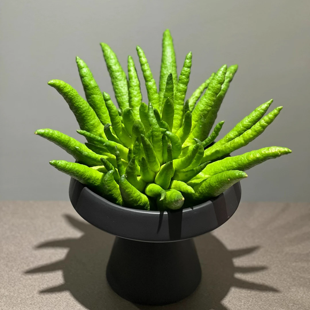 『精品佛手固定一物一拍B51』三千花事精品基地云南观赏天然香薰