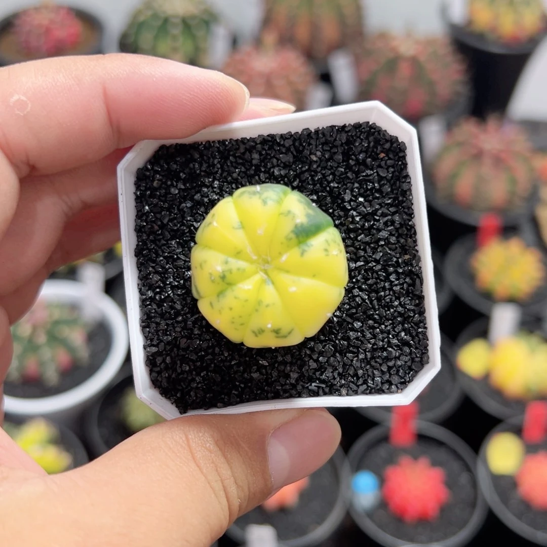 兜锦——（默认脱土发货）