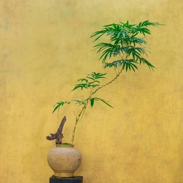 金丝佛肚竹搭配手工陶盆