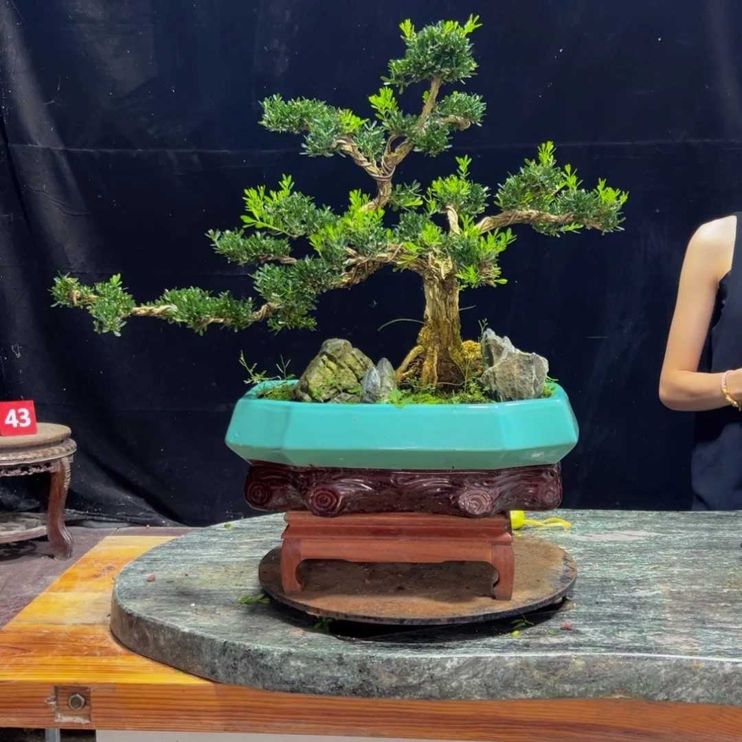 无花朵广东黄杨四季常青