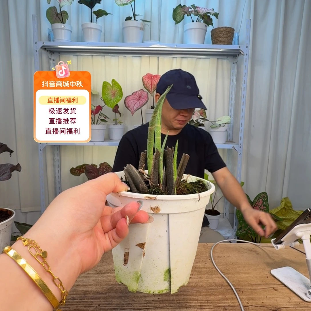 勒***啊无花朵夏日微风   0211