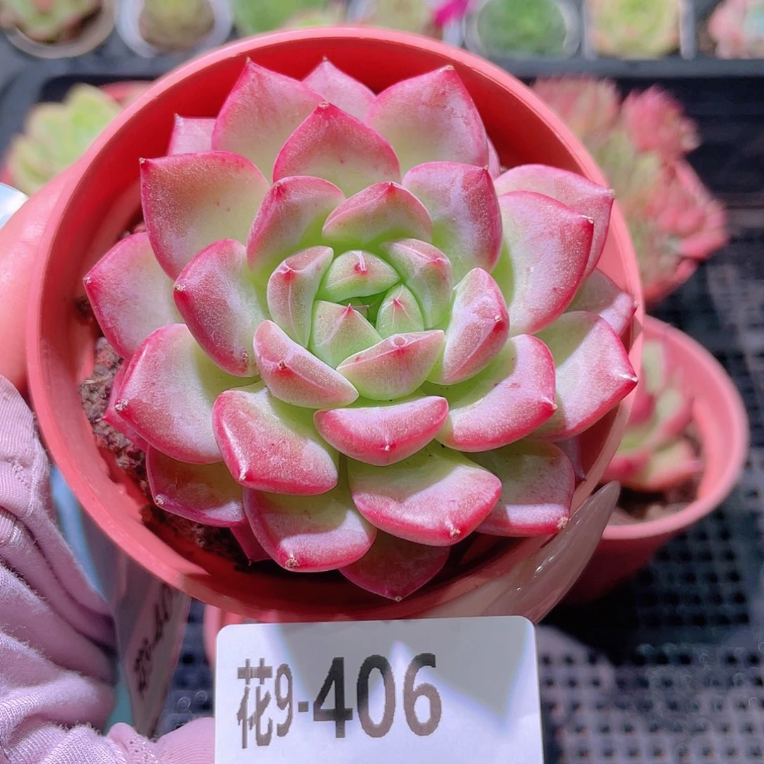 花利美9-406新品单头