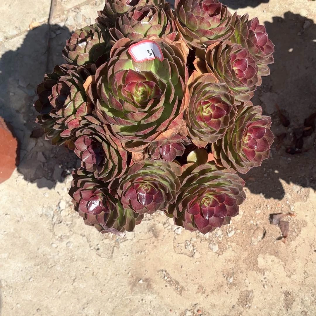 无花朵31黑膜多肉植物