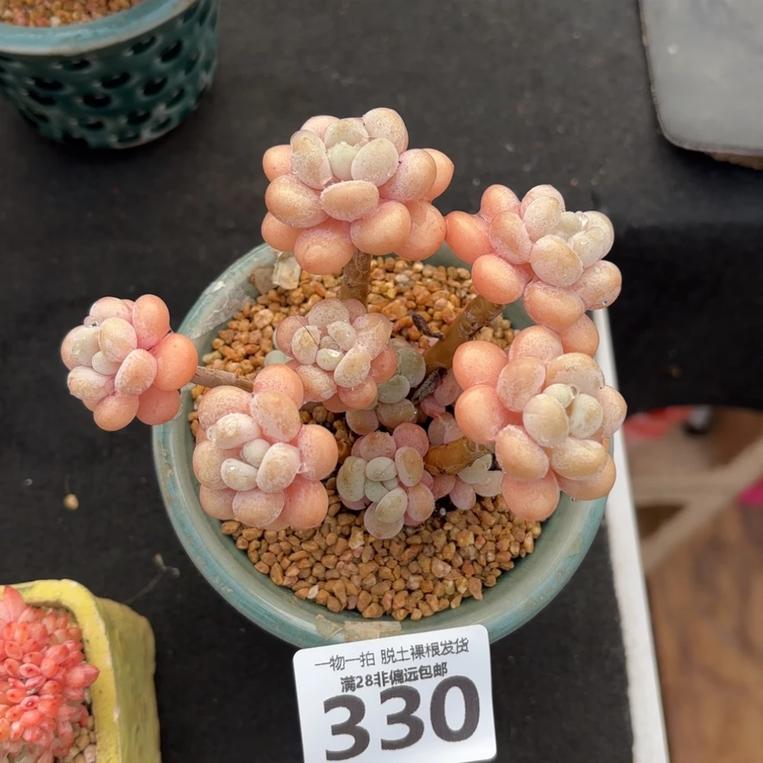 韩系洛可可无盆土发货