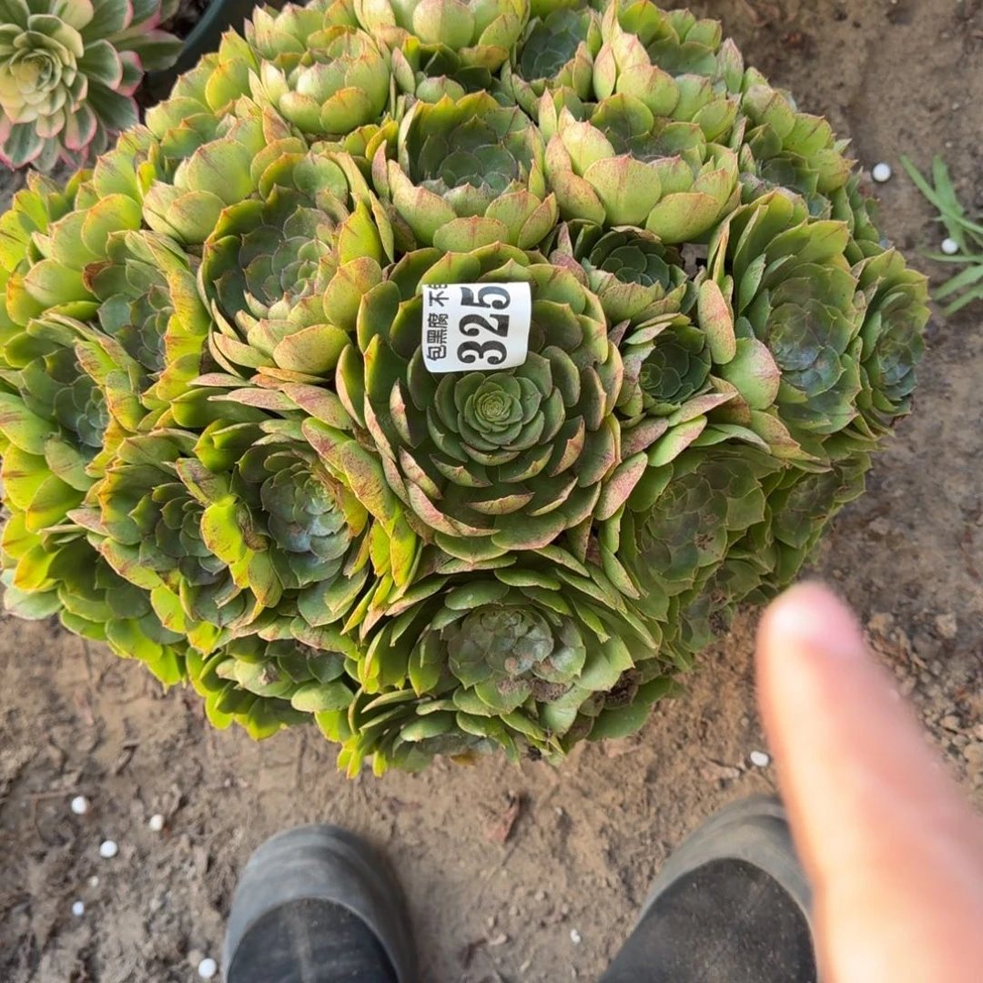 法师万拉丝3251 18-6