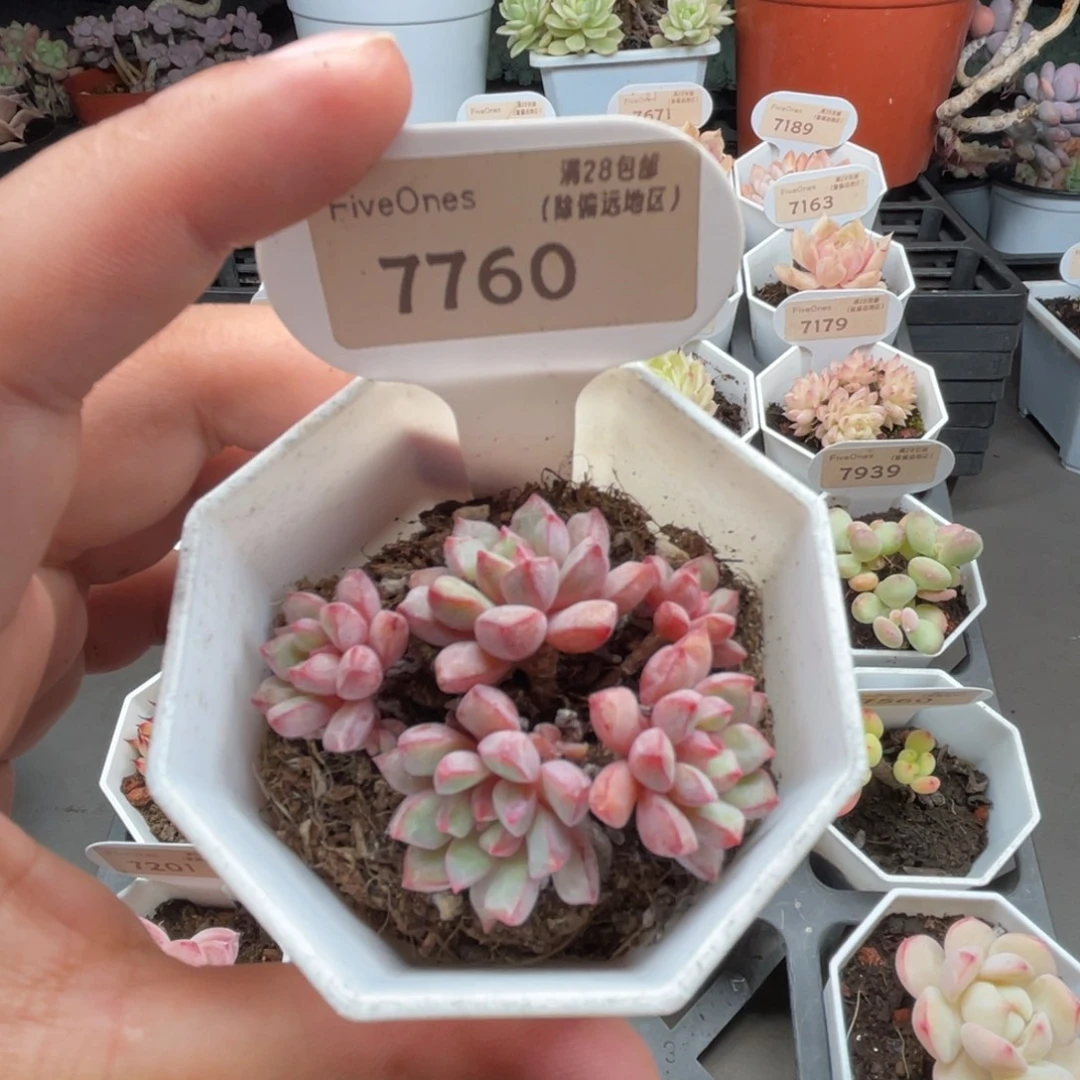 7760蓝宝石 4.5厘米