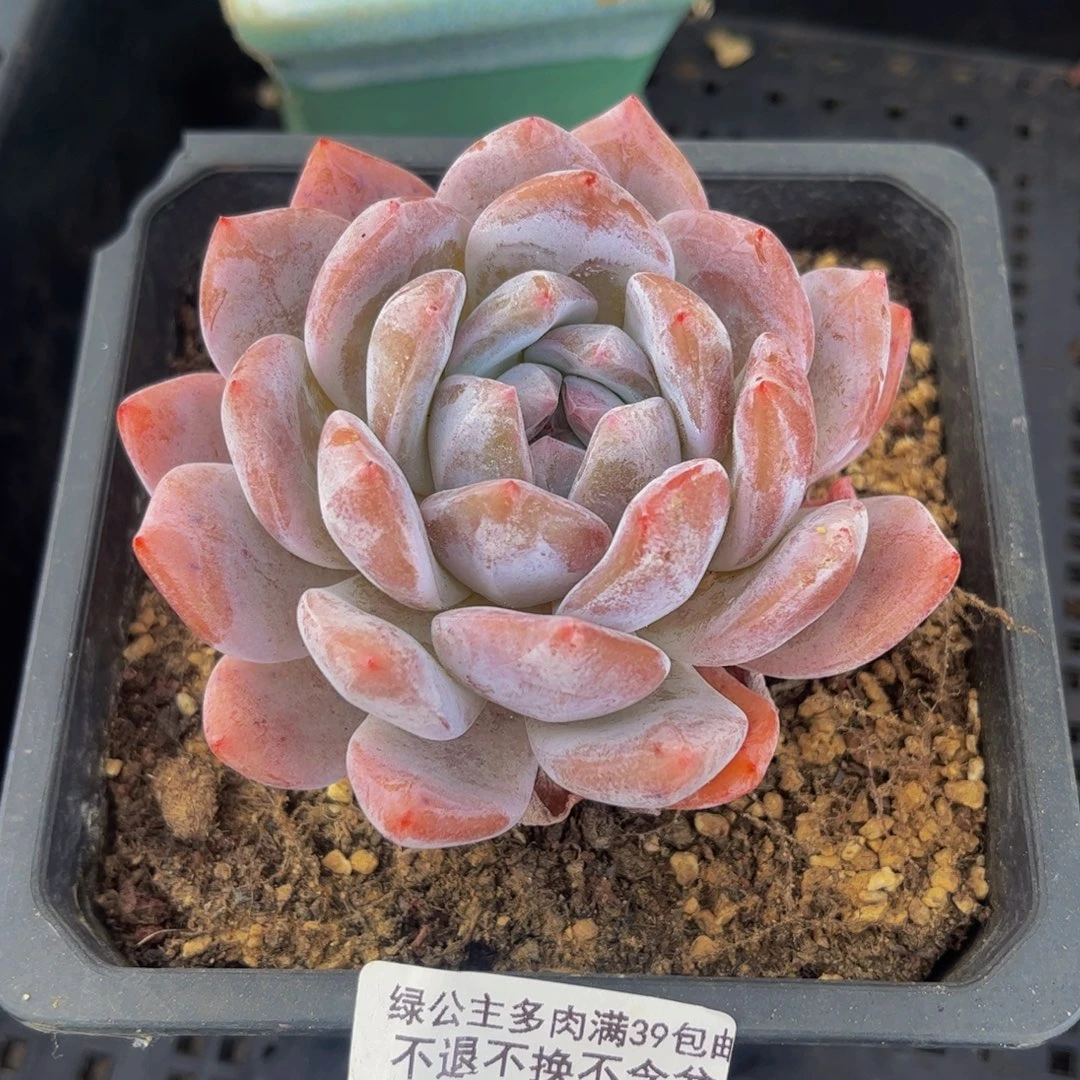 350-橙梦露多肉6cm