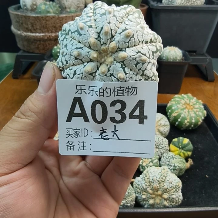 老***大超白V兜哈哈哈哈哈