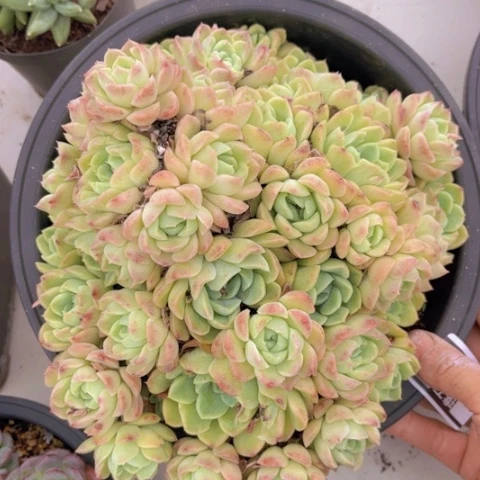 月影杂15122多肉植物