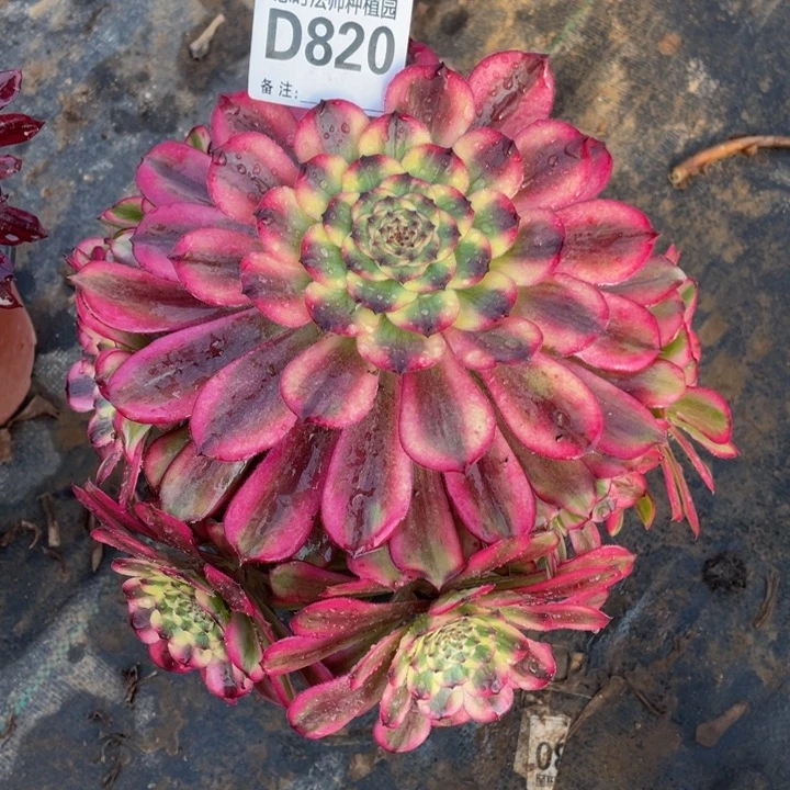 云****-820维纳斯11111多肉