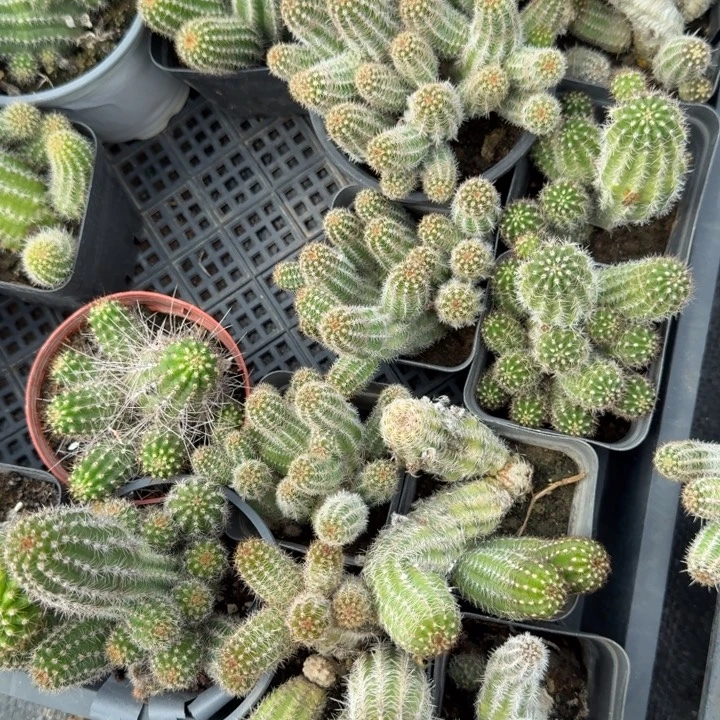 白檀仙人掌老花色随机