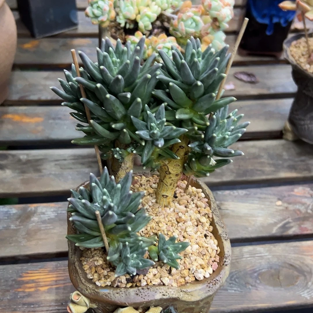 美人杂98 零零多肉植物