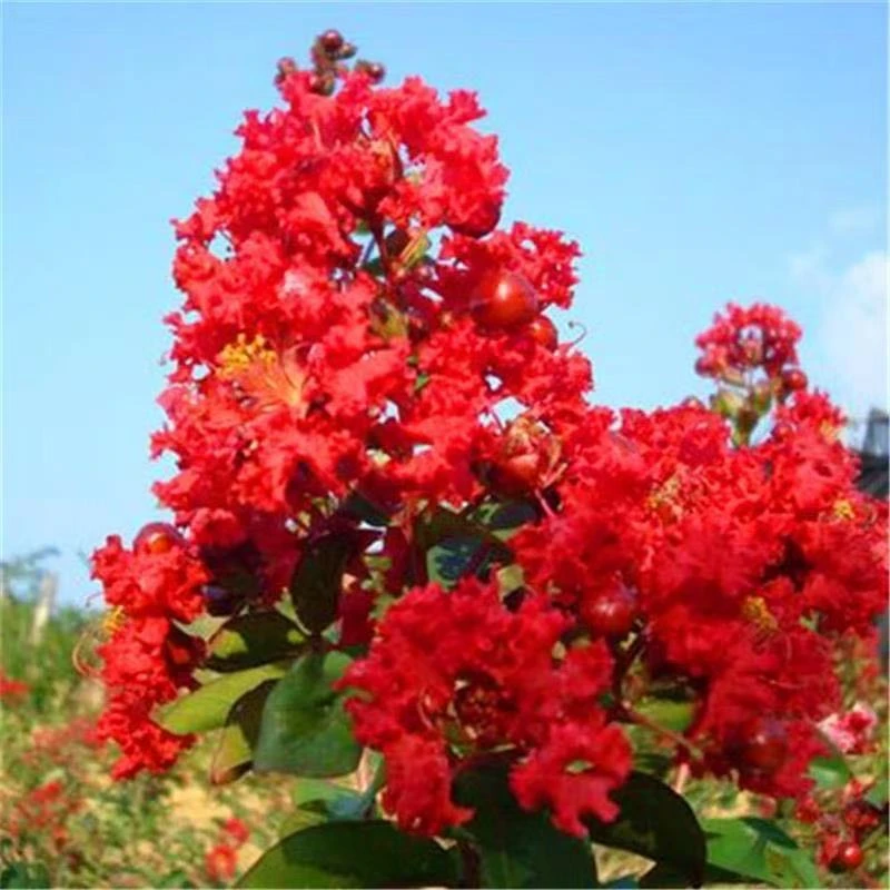 玲珑红矮化紫薇花紫薇树盆栽南北方都好养室内外都好栽易成活